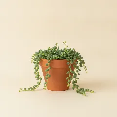 Erwtenplant