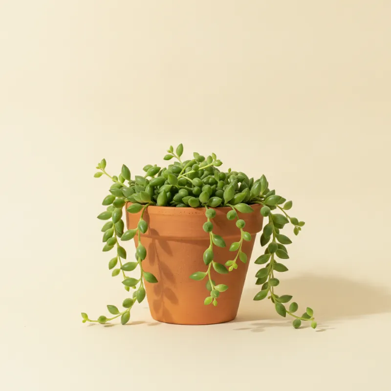 Erwtenplant — Senecio radicans (illustratie)