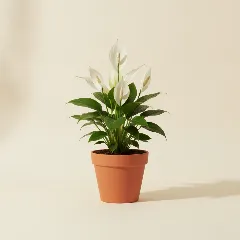 Lepelplant