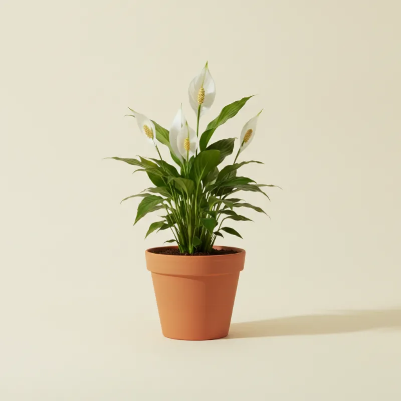 Lepelplant — Spathiphyllum 'Sweet Chico' (illustratie)