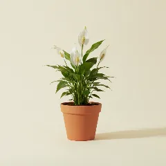 Lepelplant