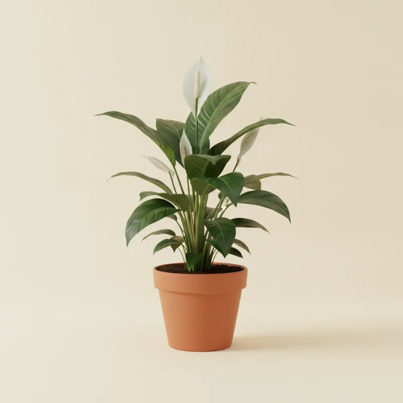 Lepelplant — Spathiphyllum 'Sensation' (illustratie)