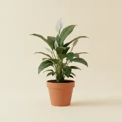 Lepelplant