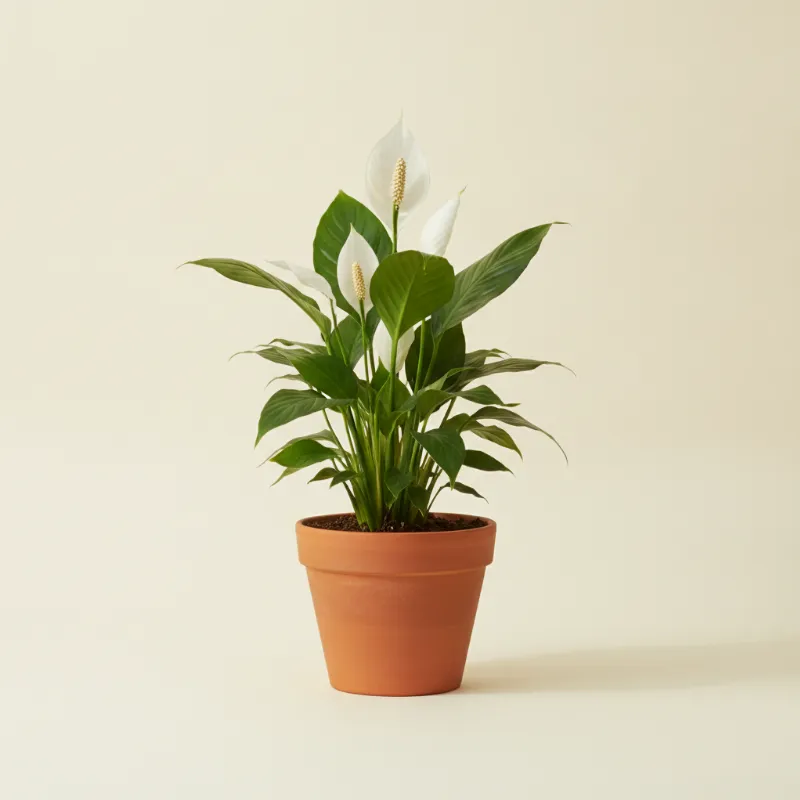 Lepelplant — Spathiphyllum 'Bellini' (illustratie)