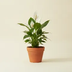 Lepelplant