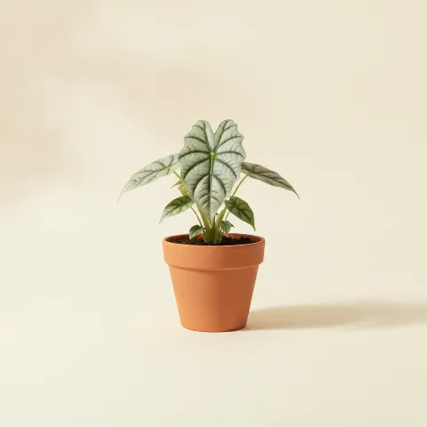 Olifantsoor β Alocasia 'Silver Dragon' (illustratie)