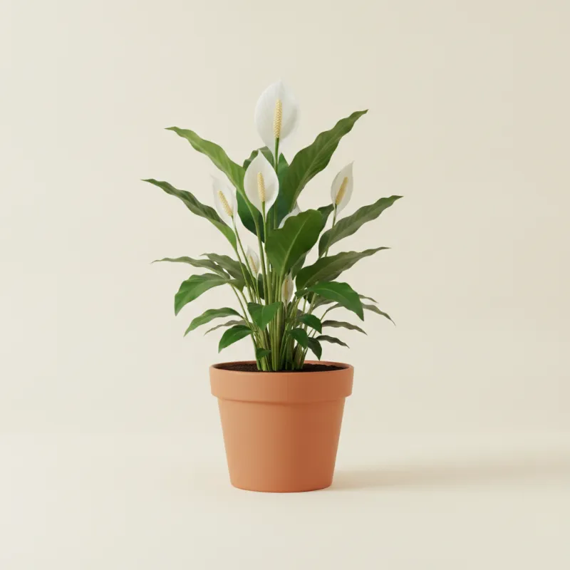 Lepelplant — Spathiphyllum 'Torelli' (illustratie)