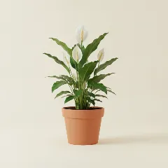 Lepelplant