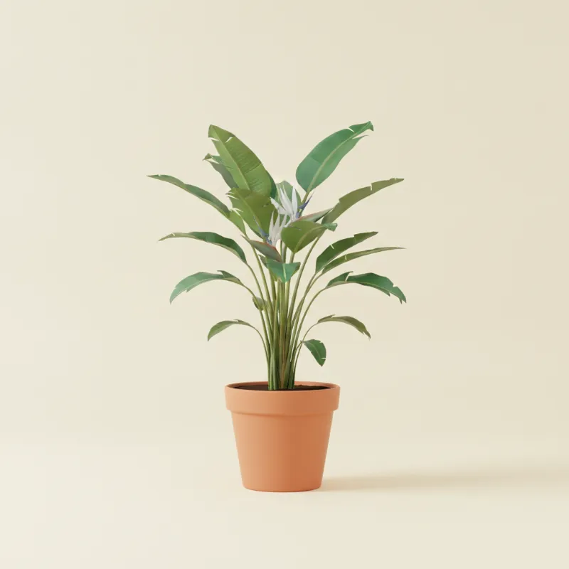 Paradijsvogelplant — Strelitzia nicolai (illustratie)