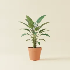 Paradijsvogelplant