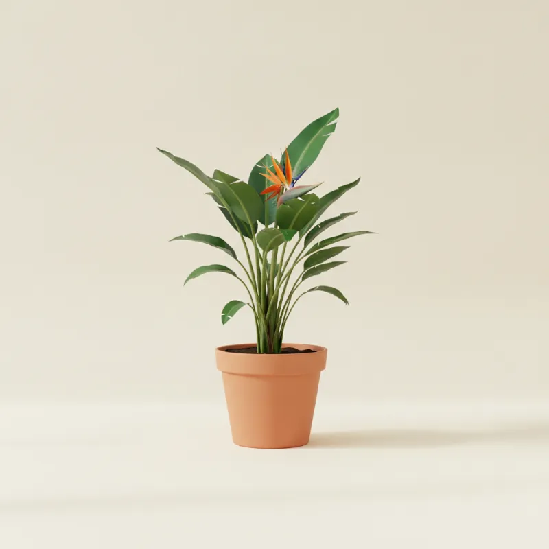 Paradijsvogelplant — Strelitzia reginae (illustratie)