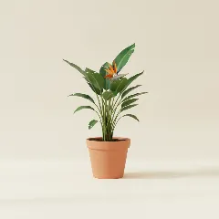 Paradijsvogelplant