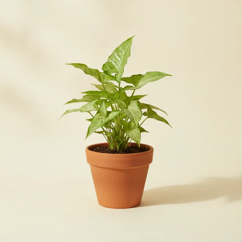 Pijlpuntplant — Syngonium podophyllum (illustratie)