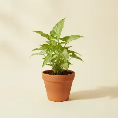 Pijlpuntplant