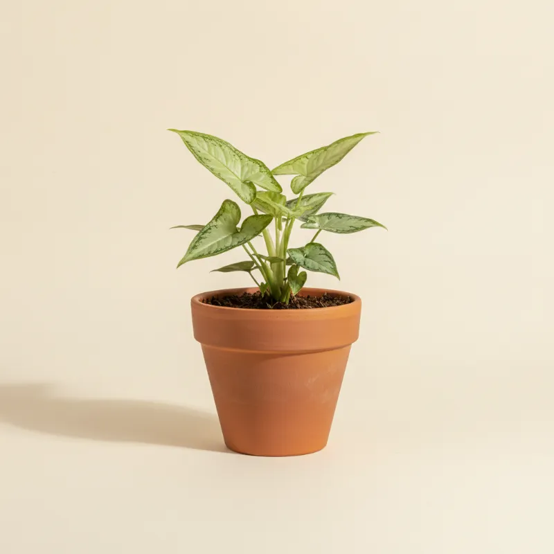 Pijlpuntplant — Syngonium podophyllum 'Pixie' (illustratie)