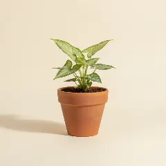 Pijlpuntplant