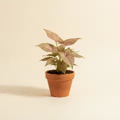 Pijlpuntplant