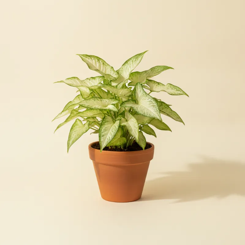 Pijlpuntplant — Syngonium podophyllum 'Albo Variegata' (illustratie)
