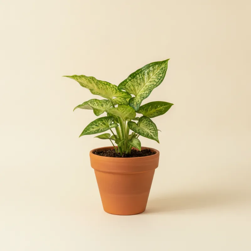 Pijlpuntplant — Syngonium 'Mojito' (illustratie)