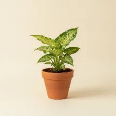 Pijlpuntplant