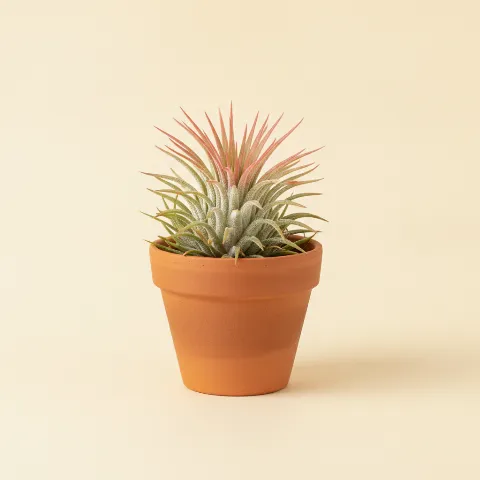 Luchtplantje β Tillandsia ionantha (illustratie)