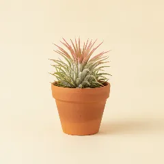 Luchtplantje