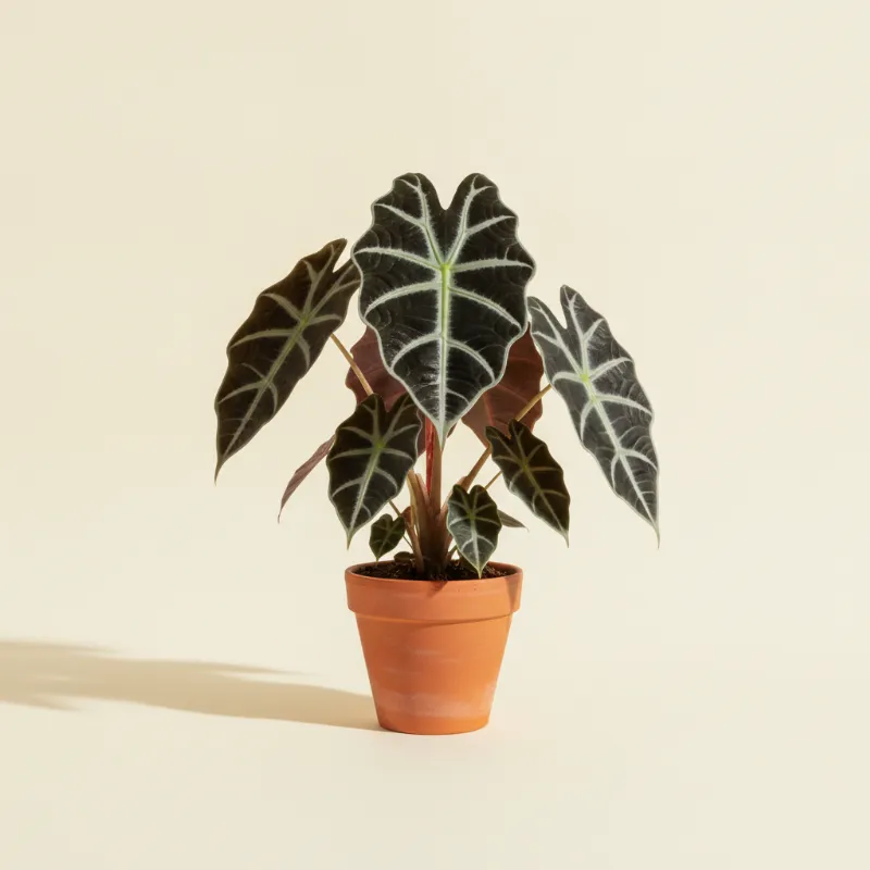 Olifantsoor — Alocasia 'Dark Star' (illustratie)
