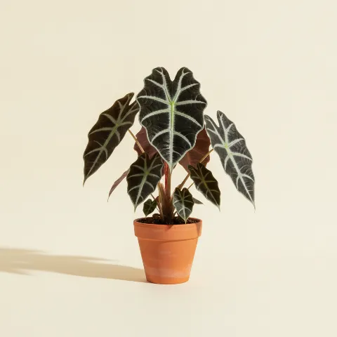 Olifantsoor β Alocasia 'Dark Star' (illustratie)
