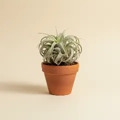 Luchtplantje