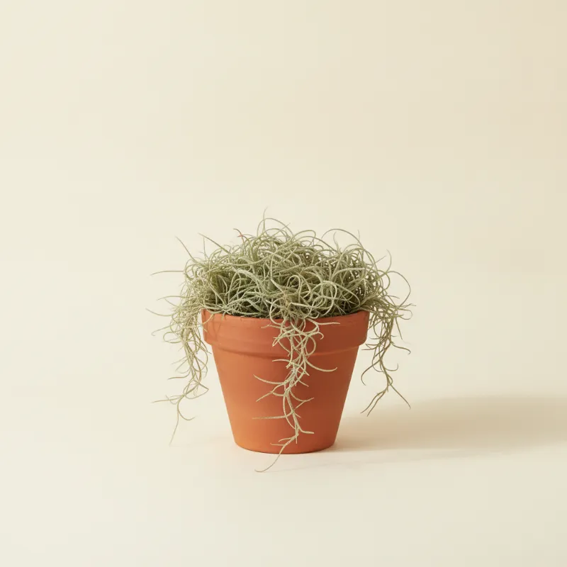 Luchtplantje — Tillandsia usneoides (illustratie)