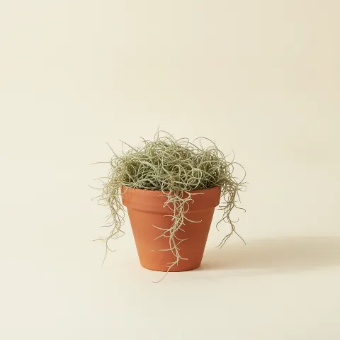 Luchtplantje β Tillandsia usneoides (illustratie)