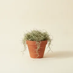 Luchtplantje