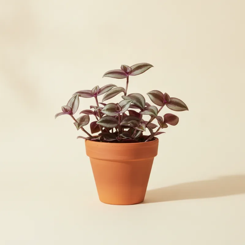 Vaderplant — Tradescantia zebrina (illustratie)