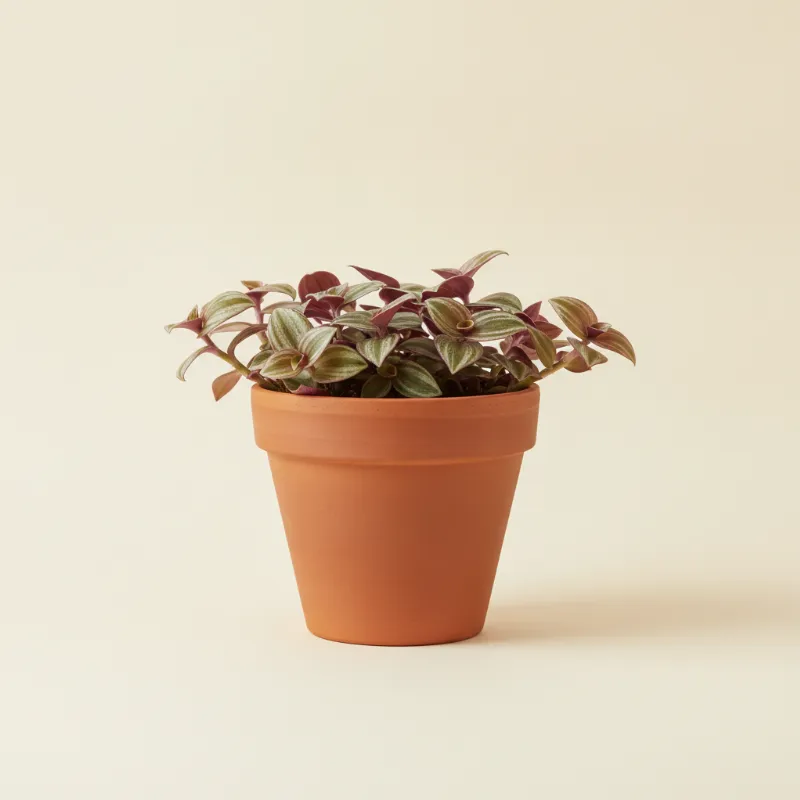 Vaderplant — Tradescantia fluminensis (illustratie)
