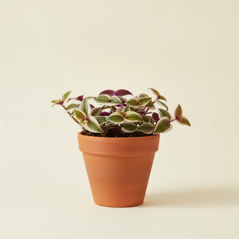 Vaderplant — Tradescantia fluminensis 'Quadricolor' (illustratie)