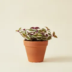 Vaderplant
