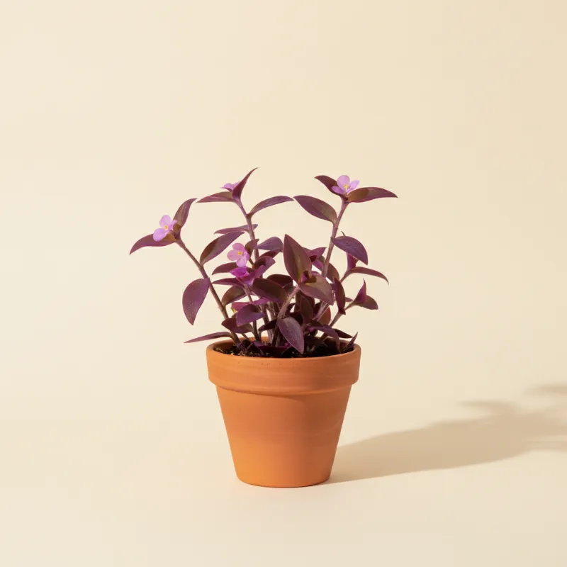 Vaderplant — Tradescantia pallida (illustratie)