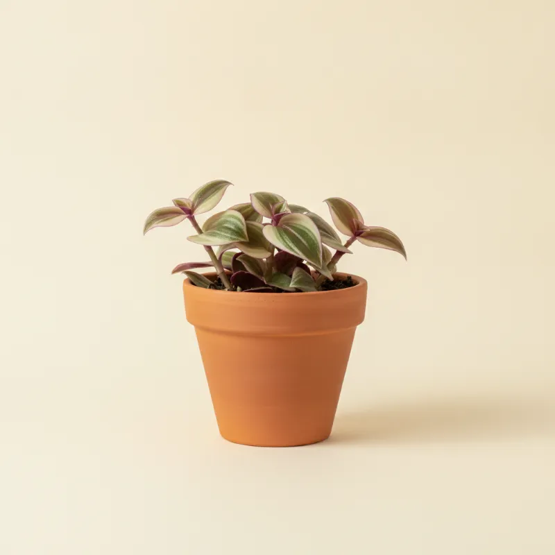 Vaderplant — Tradescantia nanouk (illustratie)