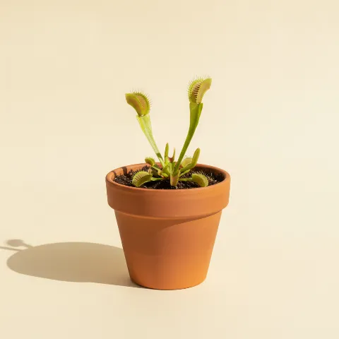 Venusvliegenvanger β Dionaea muscipula (illustratie)