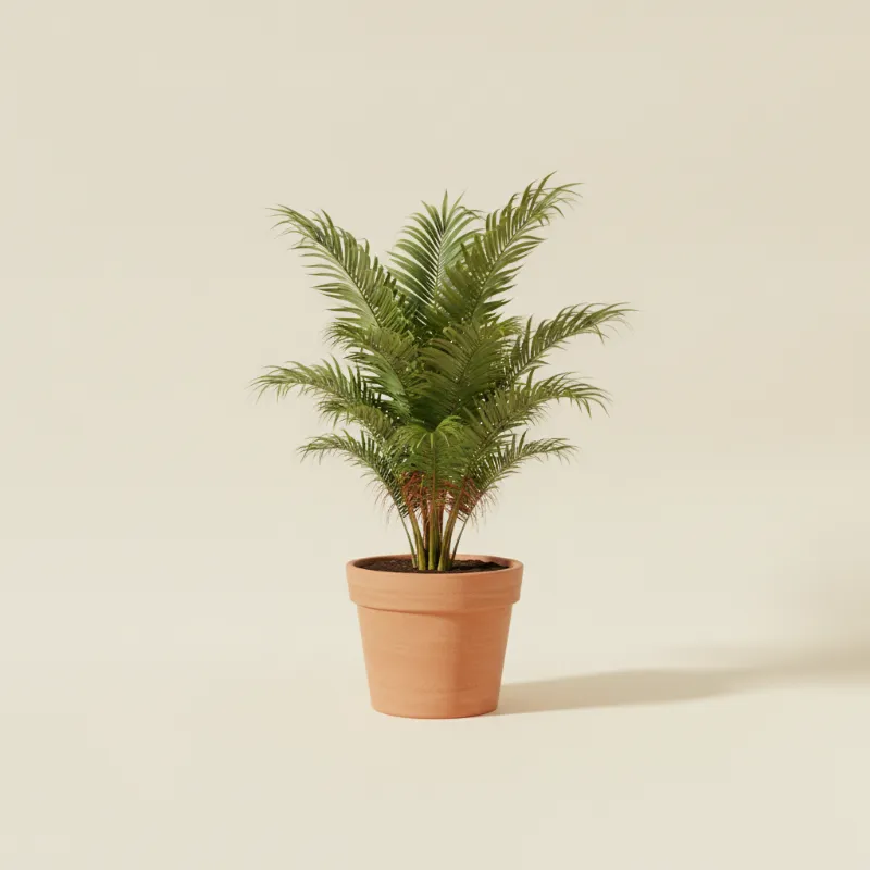 Waaierpalm — Washingtonia robusta (illustratie)