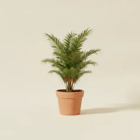 Waaierpalm β Washingtonia robusta (illustratie)