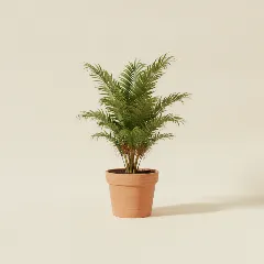 Waaierpalm
