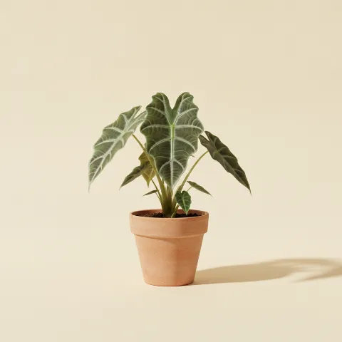 Olifantsoor β Alocasia 'Jacklyn' (illustratie)