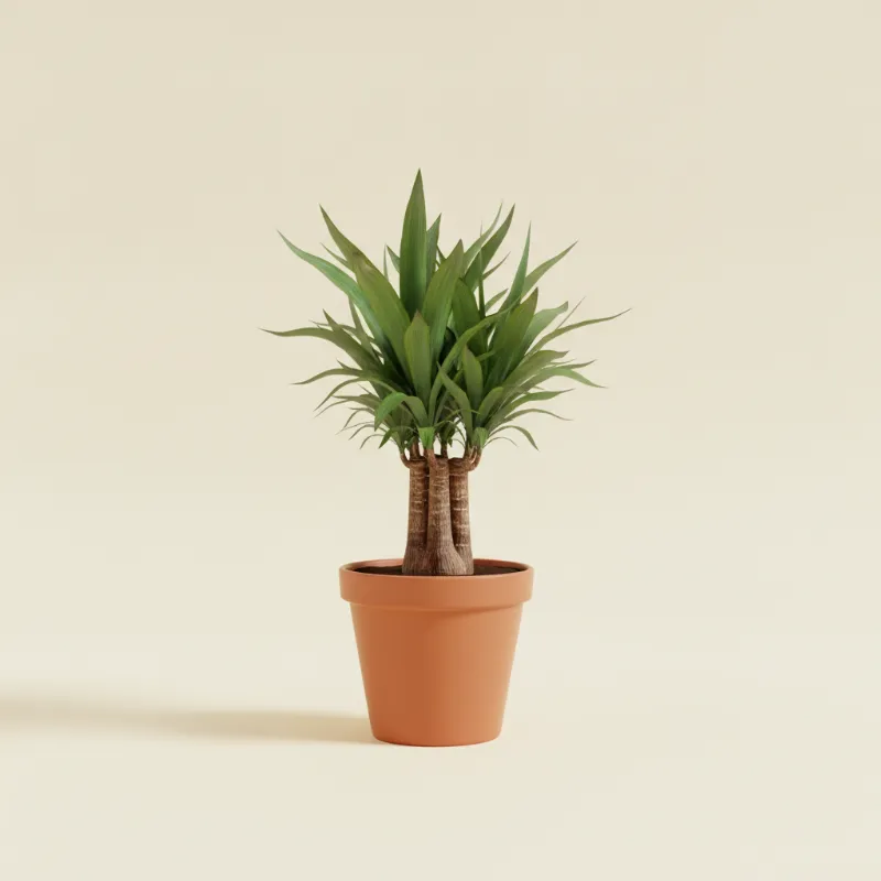 Palmlelie — Yucca elephantipes (illustratie)