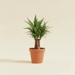 Palmlelie