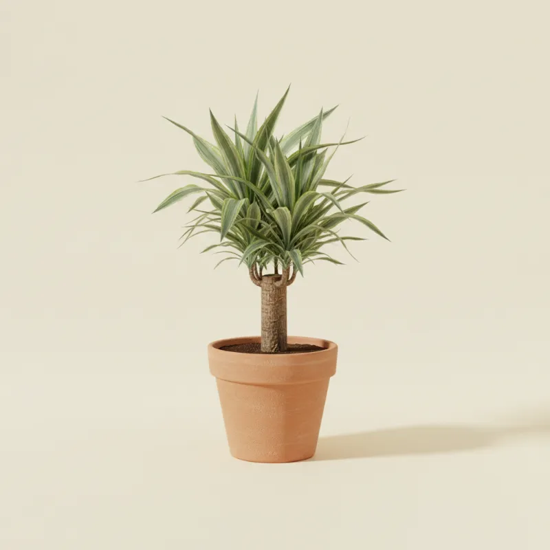 Palmlelie — Yucca elephantipes 'Jewel' (illustratie)