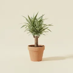 Palmlelie
