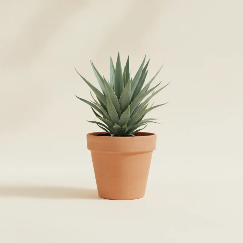 Palmlelie — Yucca aloifolia (illustratie)