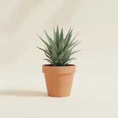 Palmlelie