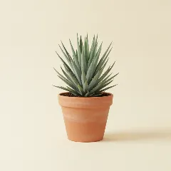 Palmlelie